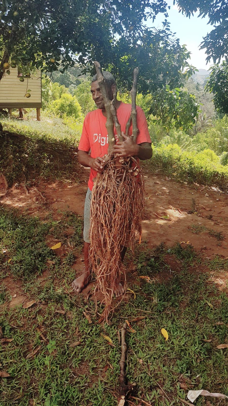 Kava farmer in Vanuatu holding freshly harvested Piper methysticum plant with full root structure