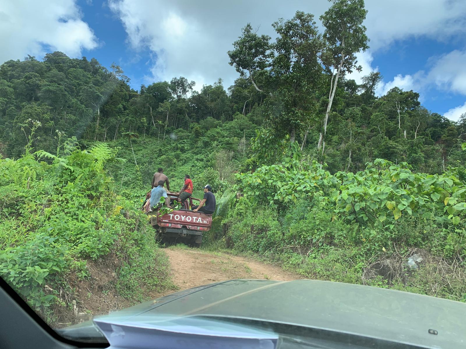 Harvested kava transported from village plantations