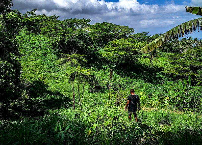 Kava plantation in the Pacific highlands