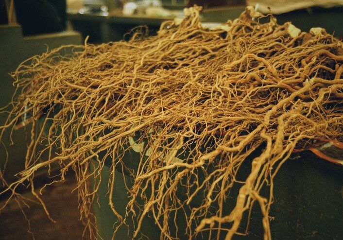 Dried kava root mass prepared for high-concentration extraction