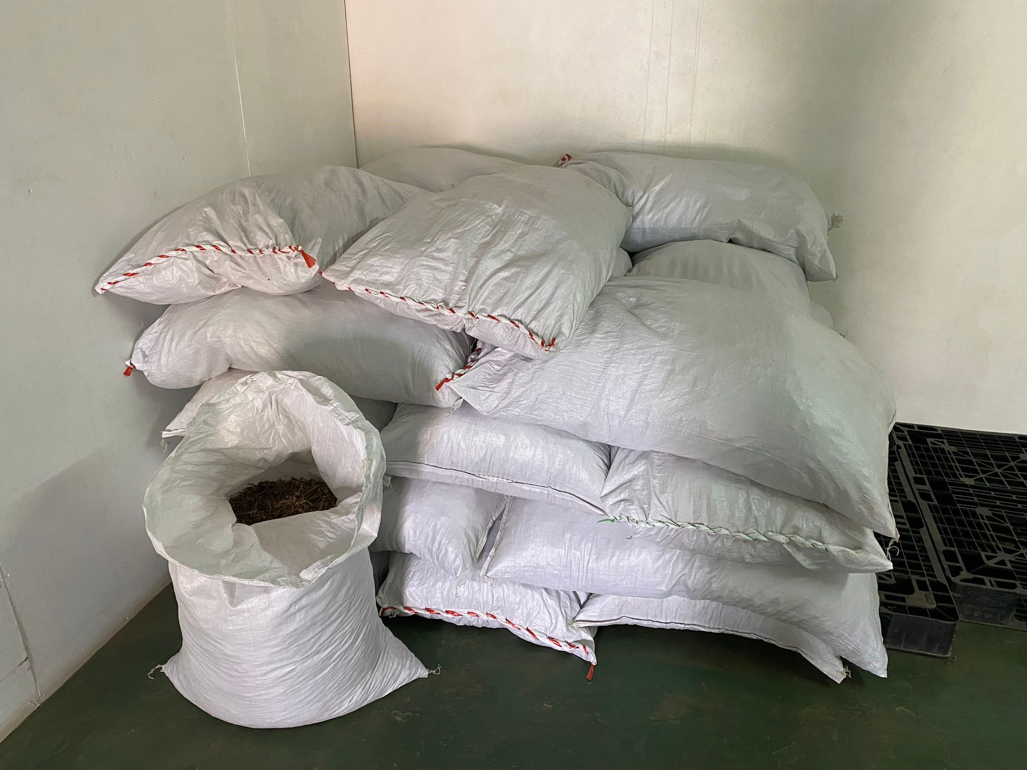 Bagged kava inventory staged for export